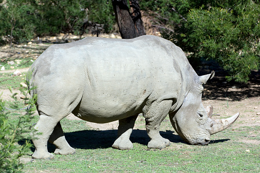 Sniffing rhino head closeup on natural background, copy space for text, national park photo