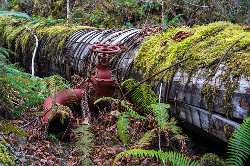 Old decommissioned flowline in the Sooke Foothills area of Vancouver Island.