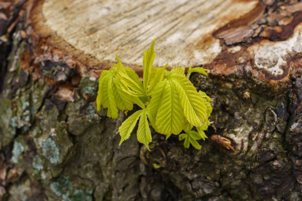 A young green shoot sprouted from the stump of a sawn tree. Close up.