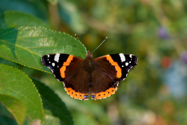 istock vanessa atalanta butterfly sitting on a green leaf 1319298946