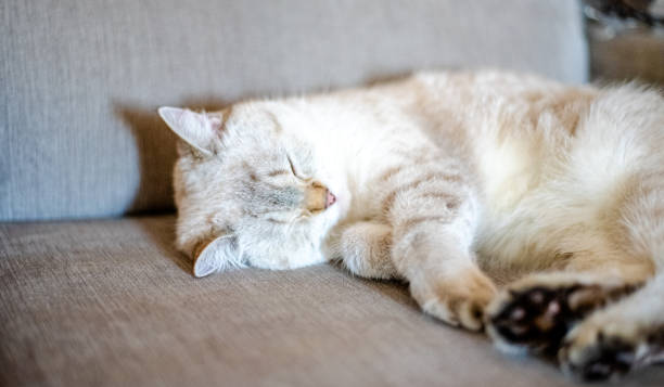 istock a light sleeping cat lies on a gray sofa with a blurred background, only the animal's face is in focus 1319299045