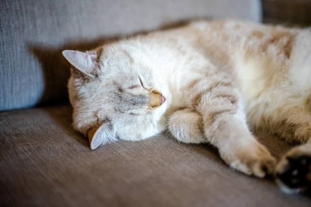 istock a light sleeping cat lies on a gray sofa with a blurred background, only the animal's face is in focus 1319299069