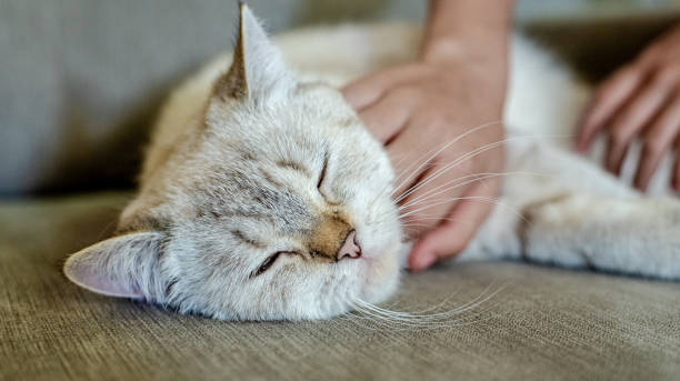 istock a light sleeping cat lies on a gray sofa with a blurred background, only the animal's face is in focus 1319299078
