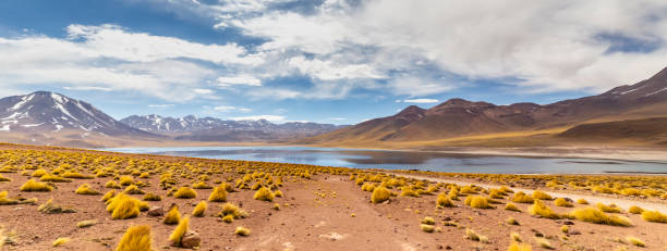 istock Miscanti Lagoon in the Atacama Desert, Chile 1319299418