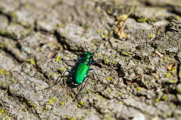 Six Spotted Tiger Beetle in Springtime stock photo