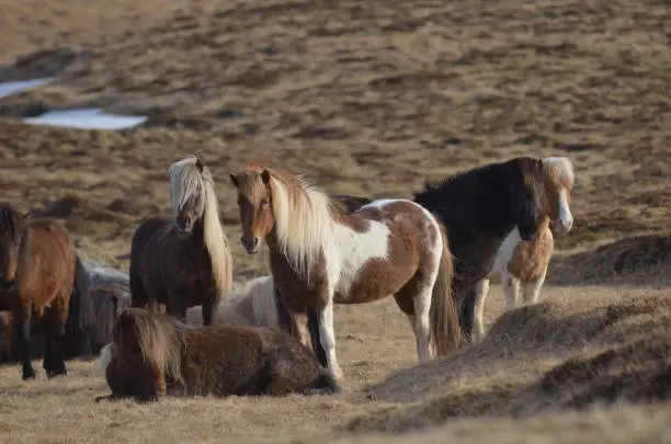 Icelandic horse herd standing in a field together.