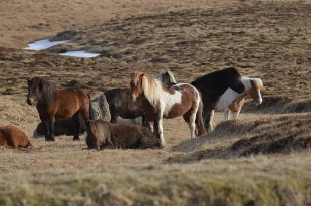 Field with a herd of Icelandic horses standing together.