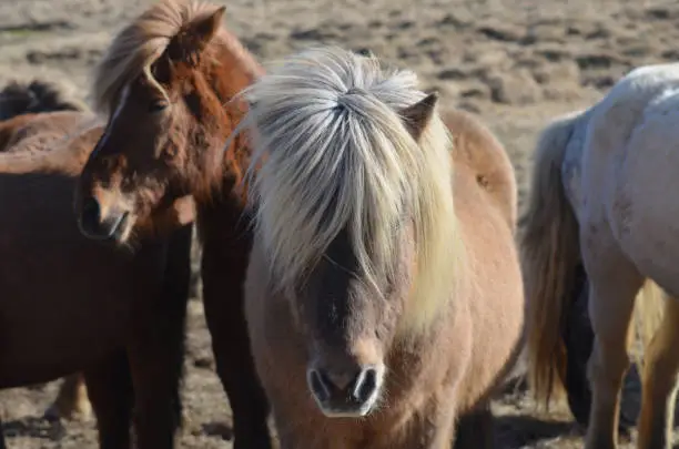 Herd of shaggy Icelandic horses standing together in a group.