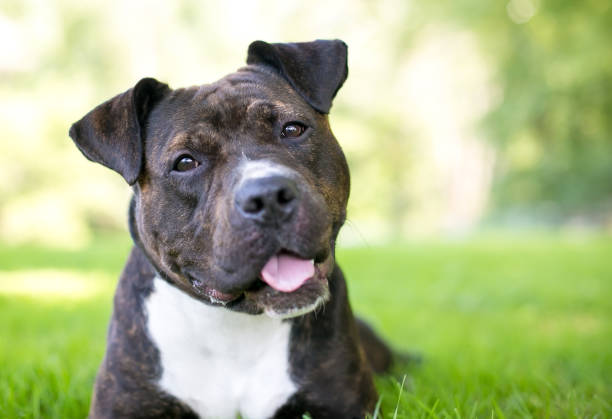 un crabot mélangé de race de bull terrier de staffordshire avec une inclinaison de tête - tête penchée photos et images de collection