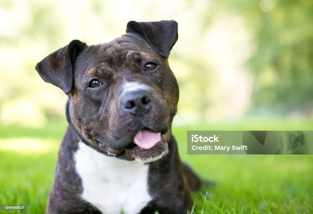A Staffordshire Bull Terrier mixed breed dog with a head tilt A brindle and white Staffordshire Bull Terrier mixed breed dog listening with a head tilt Dog Stock Photo