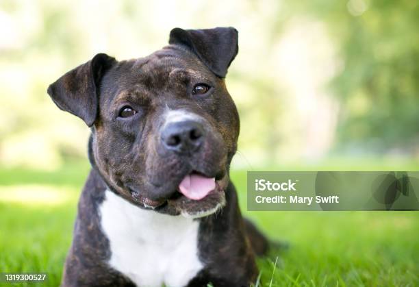 A Staffordshire Bull Terrier Mixed Breed Dog With A Head Tilt Stock Photo - Download Image Now