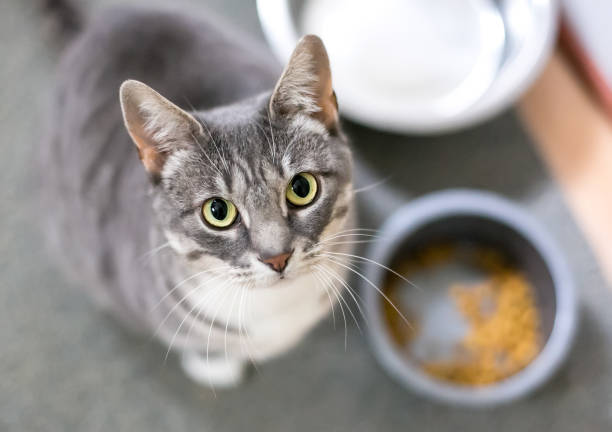 A shorthair cat sitting next to its food bowl stock photo