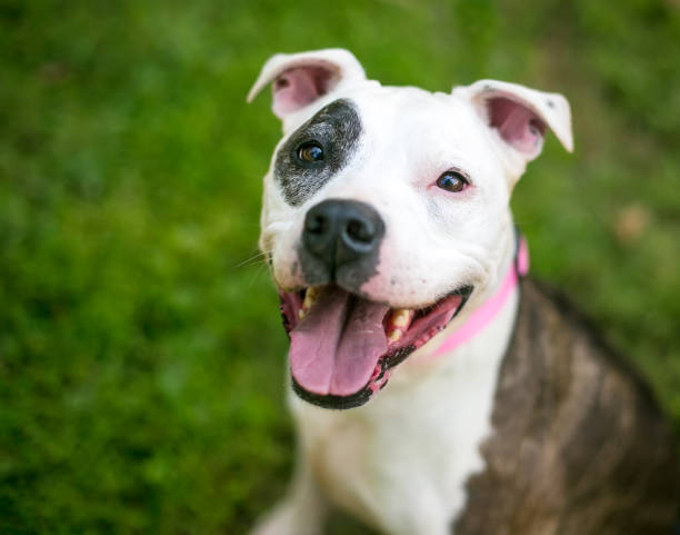 istock A happy Pit Bull Terrier mixed breed dog looking up 1319300559