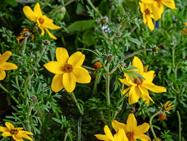 bidens of the asteraceae family, an ornamental plant in the garden - spanish culture audio imagens e fotografias de stock