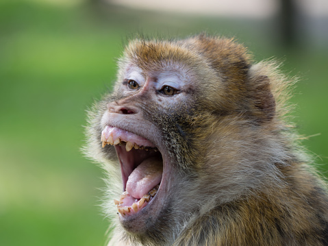 Portrait of a barbary macaque, open mazl, teeth to be seen