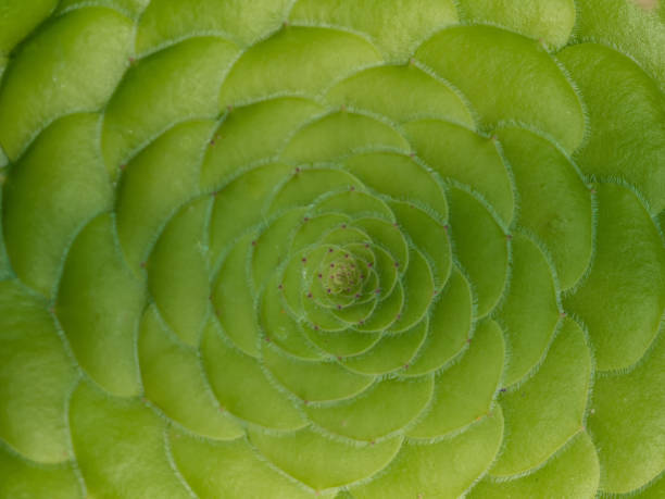 istock Close up of a cactus type 1319302310