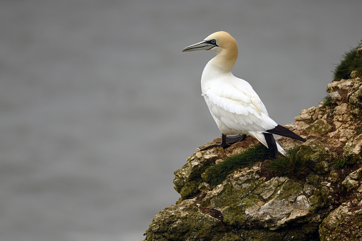 Northern Gannet On A Cliff Edge\n\nPlease view my portfolio for other wildlife photos