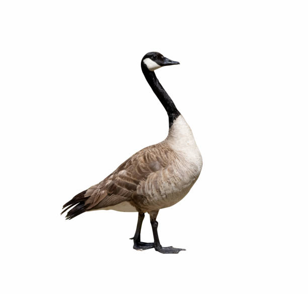 istock Canada goose strutting isolated on a white background 1319304161