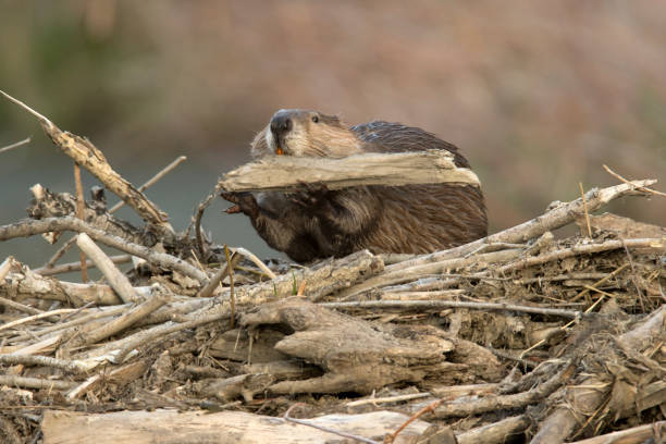 il grande castoro selvatico costruisce una diga nel fiume bear creek lakewood colorado - castoro foto e immagini stock