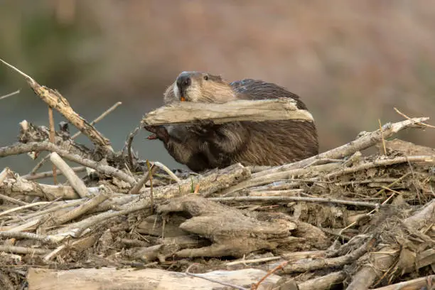 Photo of Wild large beaver builds dam in river Bear Creek Lakewood Colorado