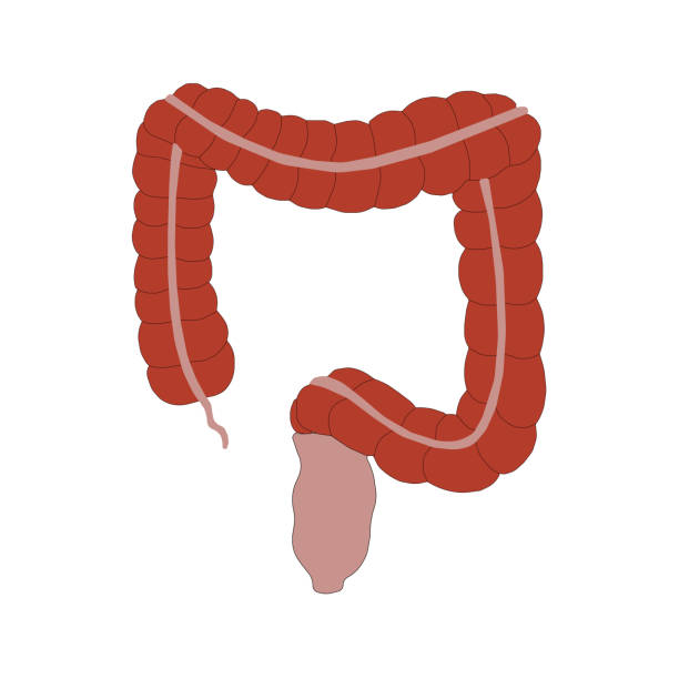 istock Large intestine or colon colored vector image on human body for education of anatomy and digestive system disease. 1319306917