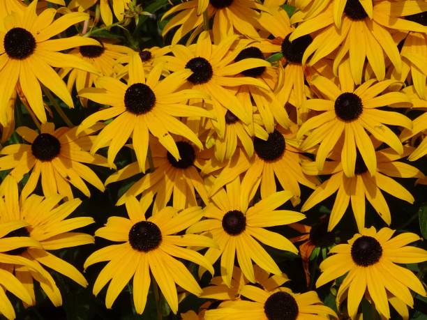 istock Yellow rudbeckia flowers 1319307148