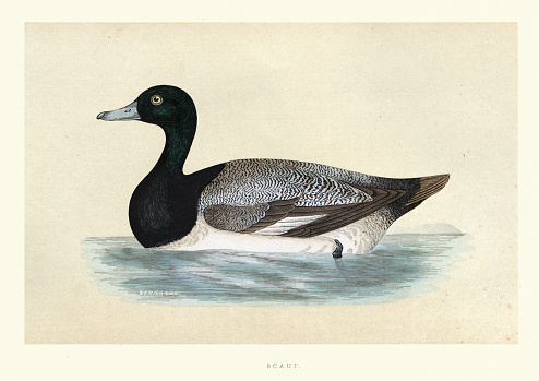 Vintage illustration of a greater scaup, Aythya marila, Wildlife, Birds, ducks, Art Prints