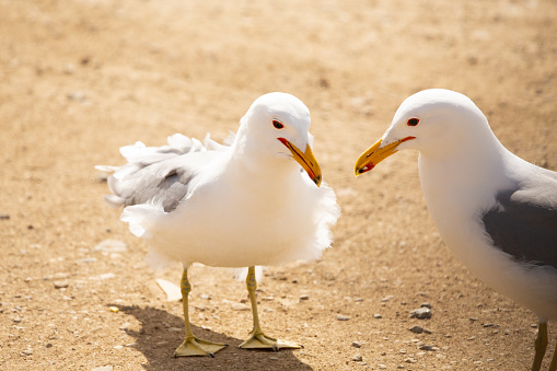 Two seagulls head to head
