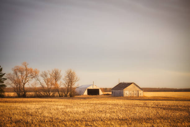 istock Abandoned farm buildings 1319308066