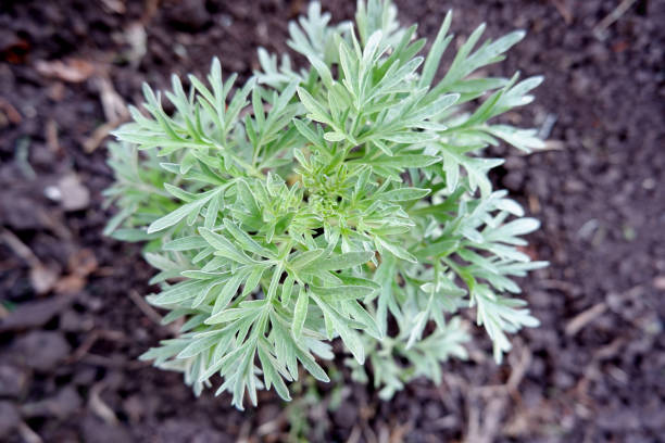 A green-silver bush of wormwood. A plant growing in the ground. A green-silver bush of wormwood. A plant growing in the ground. Fresh medicinal herb. tarragon horizontal color image photography stock pictures, royalty-free photos & images