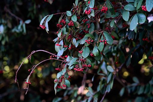 POINSETTIA WISHES, American Wintergreen. Gaultheria Paultheria Procubens.