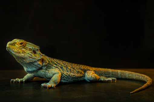 A closeup shot of a big green iguana lying on a piece of wood