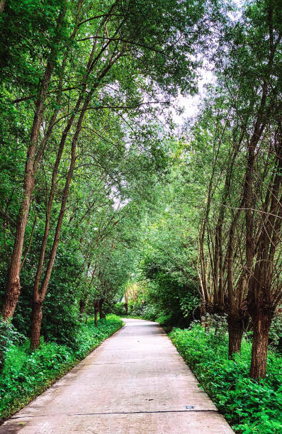 istock Country road along the forest 1319308651