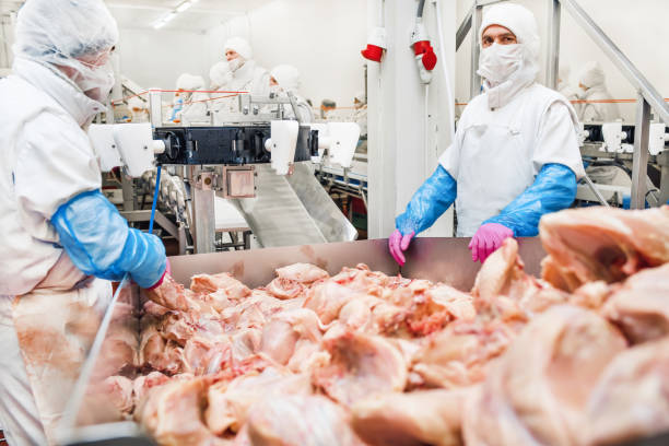 鶏肉工場で働く人々のストック写真。コンベアベルトに鶏肉。肉工場。 - food processing plant poultry chicken raw ストックフォトと画像
