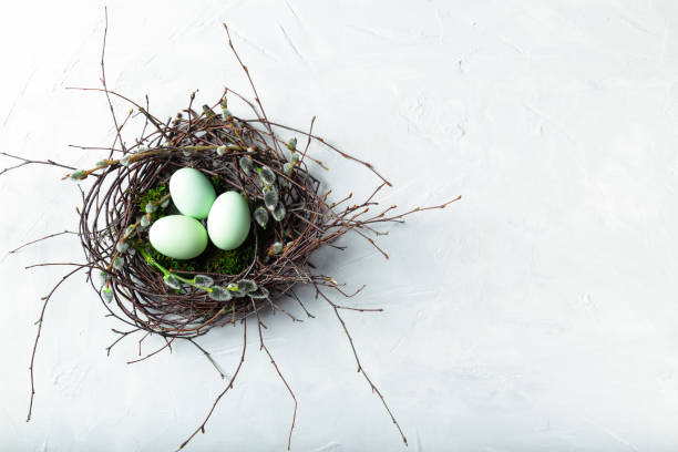 istock Easter eggs in natural nest with moss and willow twigs on white concrete background 1319311105