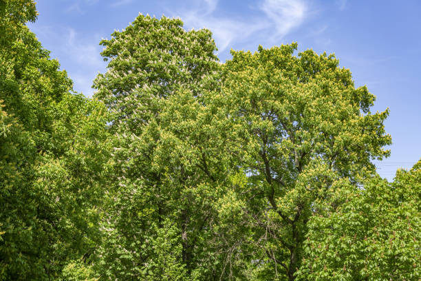 istock Bright white flowers of the chestnut tree during the May bloom 1319311232