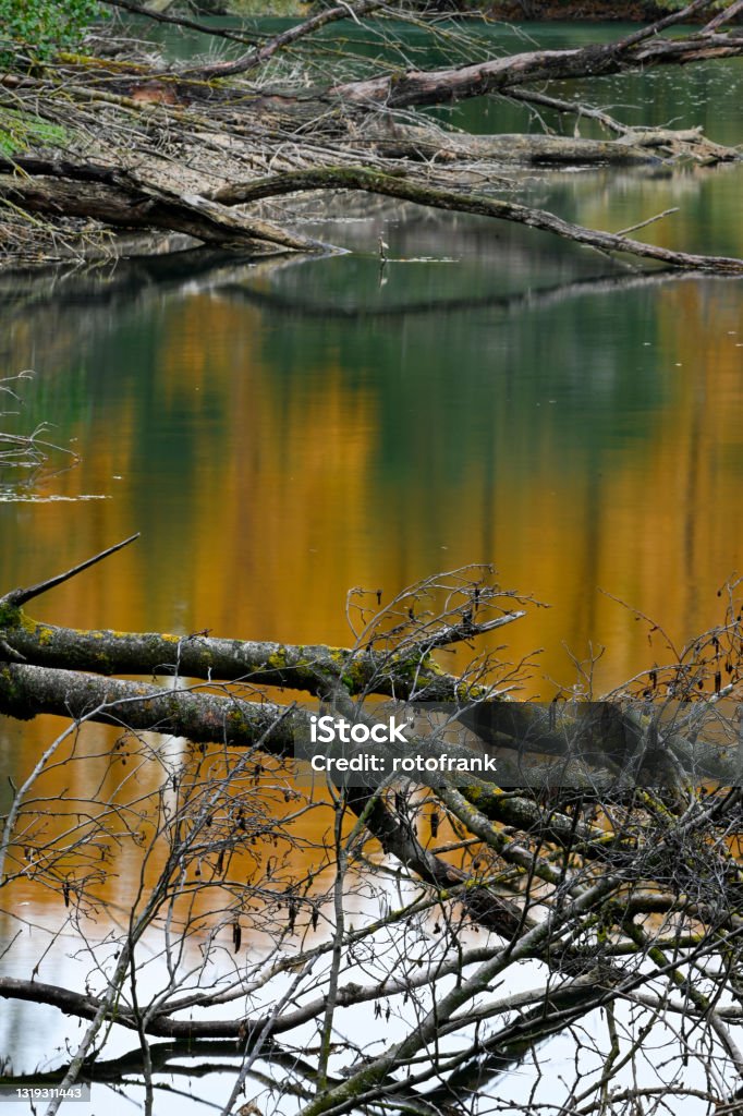Branches in the water. Autumn Stock Photo