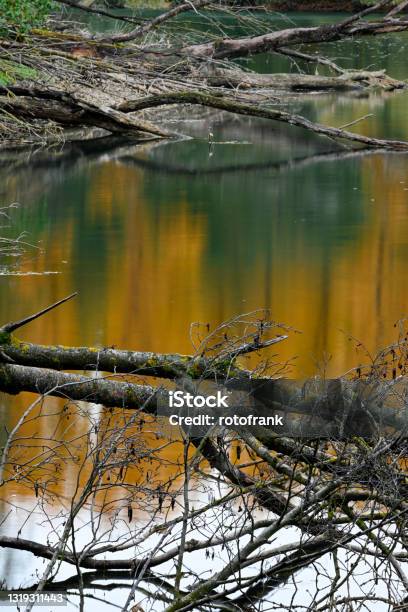 Branches In The Water Stock Photo - Download Image Now - Autumn, Color Image, Germany