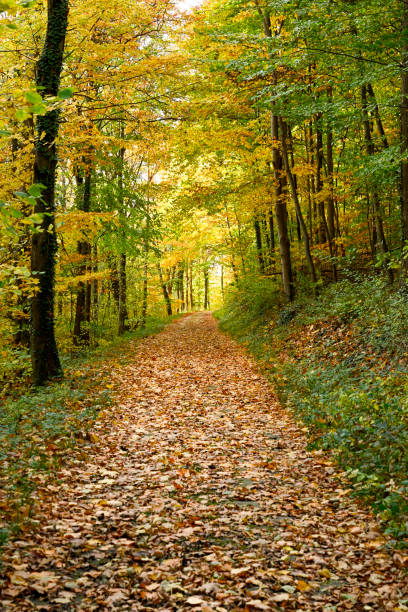 istock Forest trail with autumn foliage. 1319312570