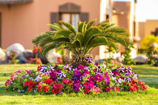 istock Small green palm tree surrounded with bright blooming flowers growing on grass covered lawn in tropic hotel yard. 1319312693