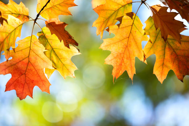 istock Close up of bright yellow and red maple leaves on fall tree branches with vibrant blurred background in autumn park. 1319312776