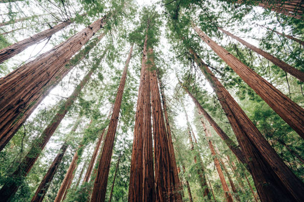 floresta nacional sequoia - sequoia national forest - fotografias e filmes do acervo