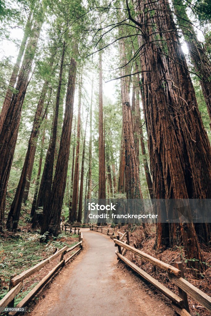 redwood national forest Muir Woods Stock Photo