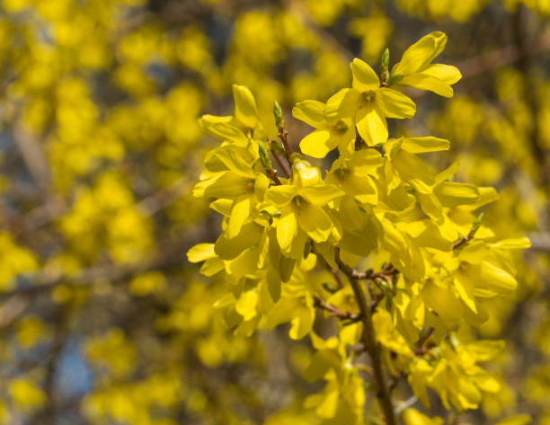 istock Twig of Forsythia with Blossoms 1319316903