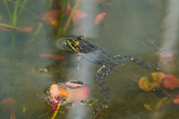 istock Frog swimming in Pond 1319316987