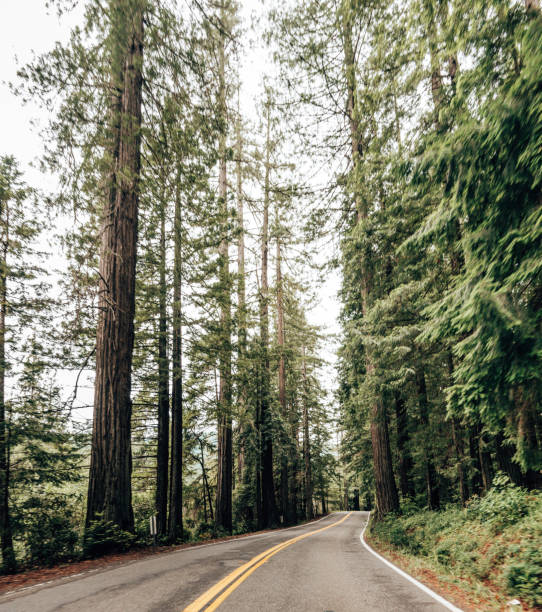 istock on the road at the sequoia national park 1319317609