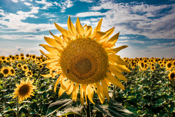 istock Field of sunflowers against a cloudy sky 1319318187