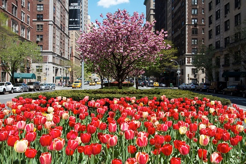 Beds of red tulips in New York City , USA