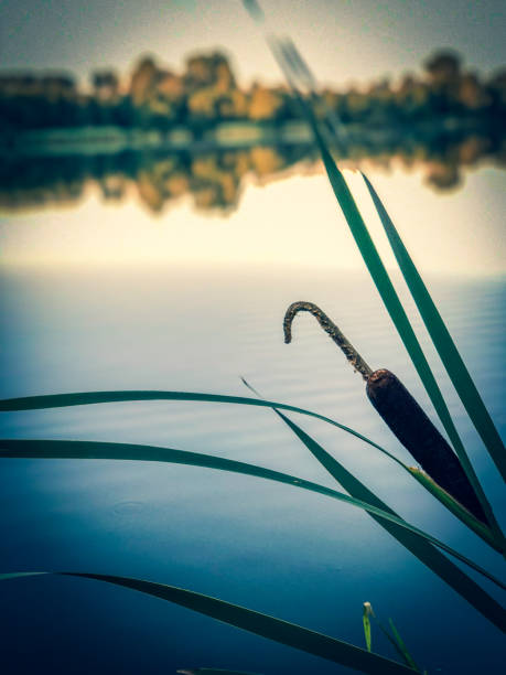 A very nice sea plant next to a lake in the evening hours.