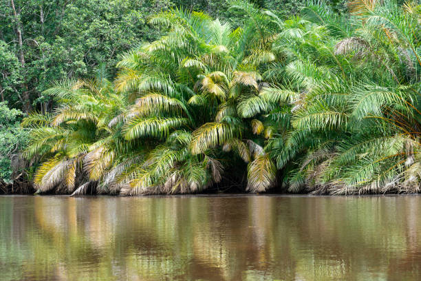 istock Mangrove Forest at lower Congo River, close to the mouth 1319322753